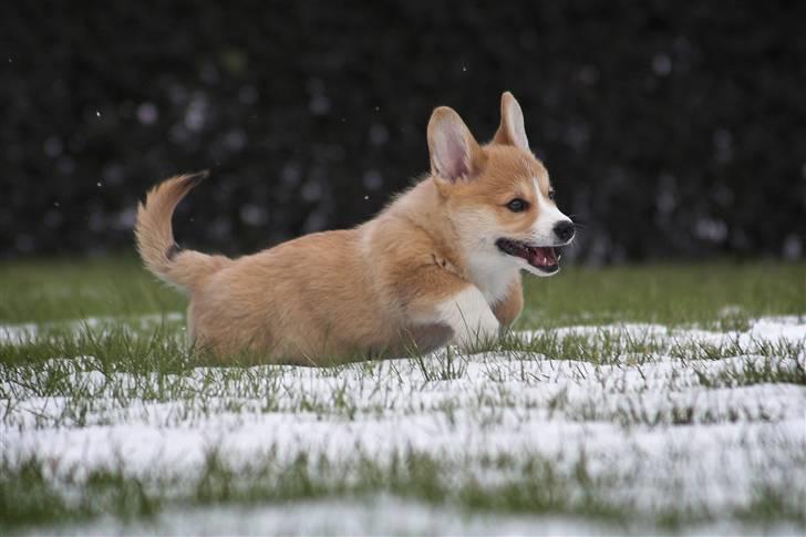 Welsh corgi pembroke Louie - d. 21.02.2009 billede 4