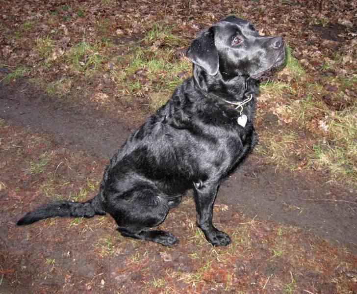 Labrador retriever Thor billede 1