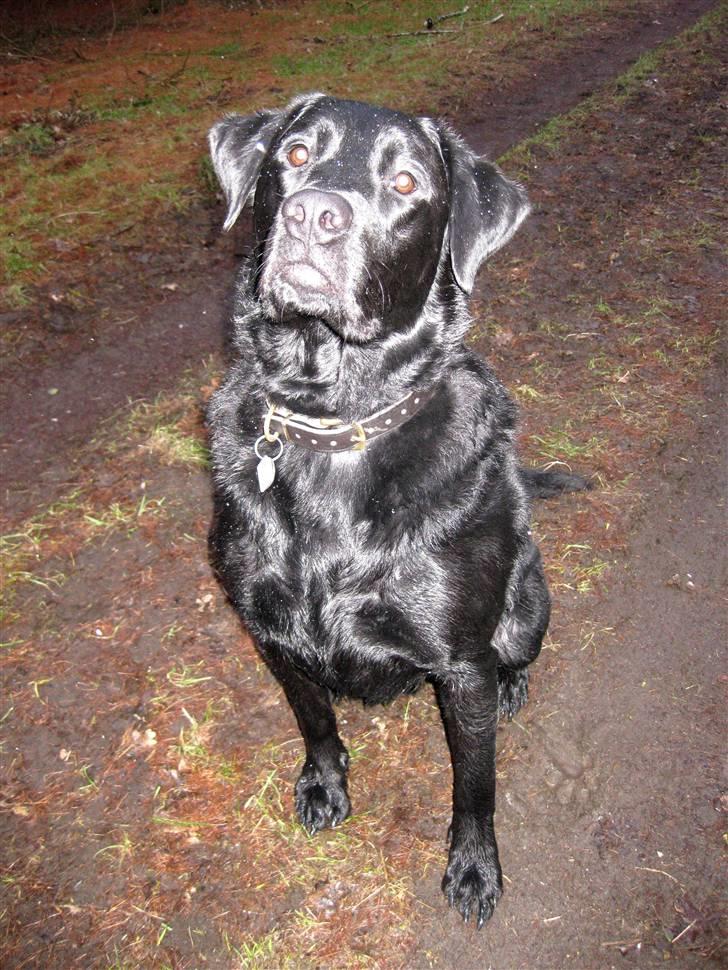 Labrador retriever Thor billede 2