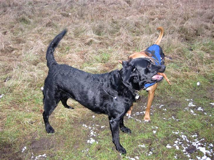 Labrador retriever Thor billede 3