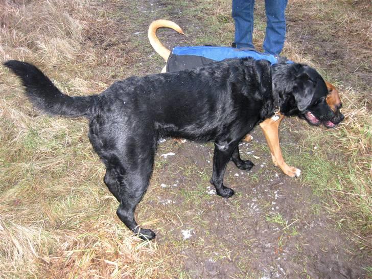 Labrador retriever Thor billede 4