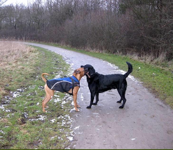 Labrador retriever Thor billede 5