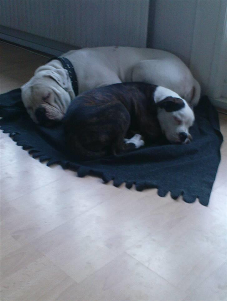 Amerikansk bulldog ****Daisy**** himmelhund <3 billede 20