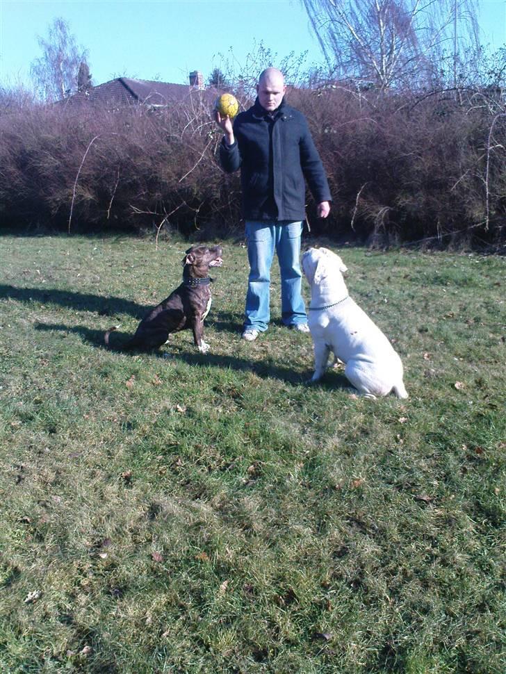 Amerikansk bulldog ****Donna**** himmelhund billede 14