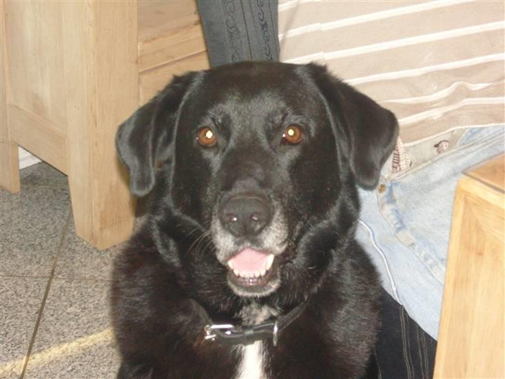 Labrador retriever Bella  - Velkommen ril Bella´a profil  billede 1