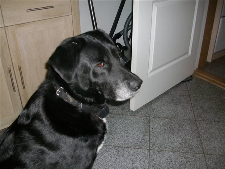 Labrador retriever Bella  billede 2