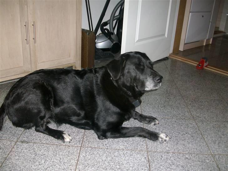 Labrador retriever Bella  billede 3