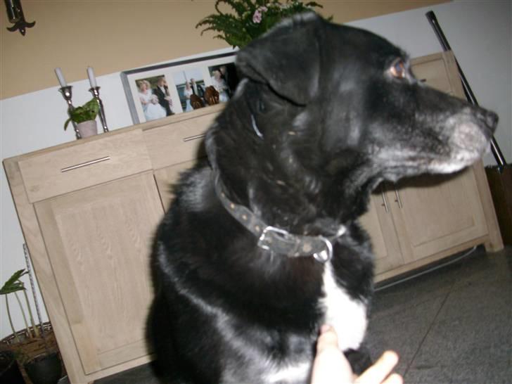 Labrador retriever Bella  billede 4