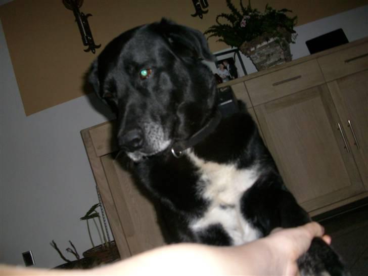 Labrador retriever Bella  billede 5