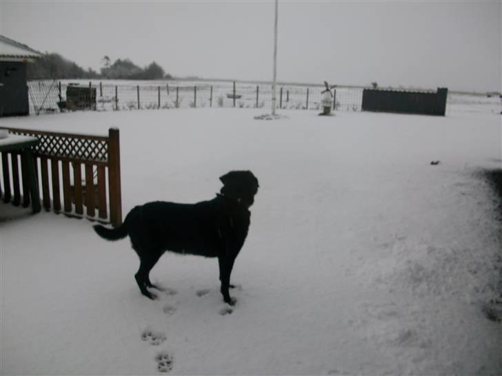 Labrador retriever Bella  billede 6