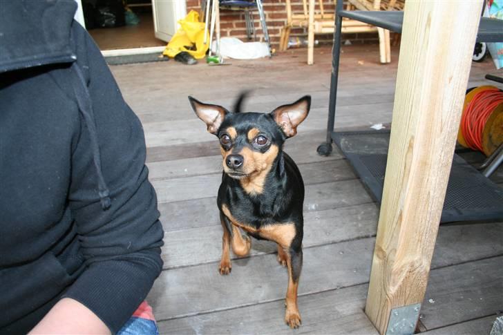 Dvaergpinscher Måns billede 1