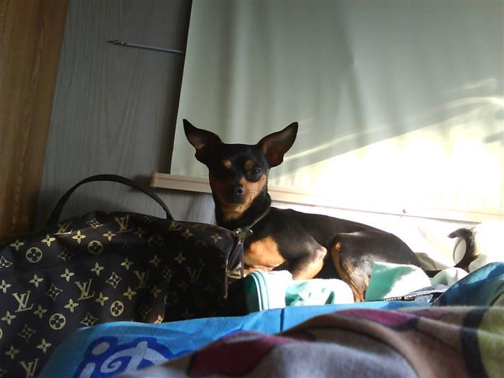 Dvaergpinscher Måns billede 2