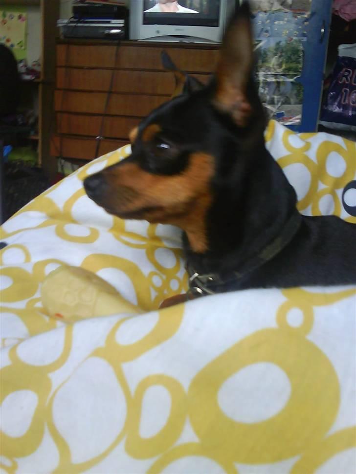 Dvaergpinscher Måns billede 3