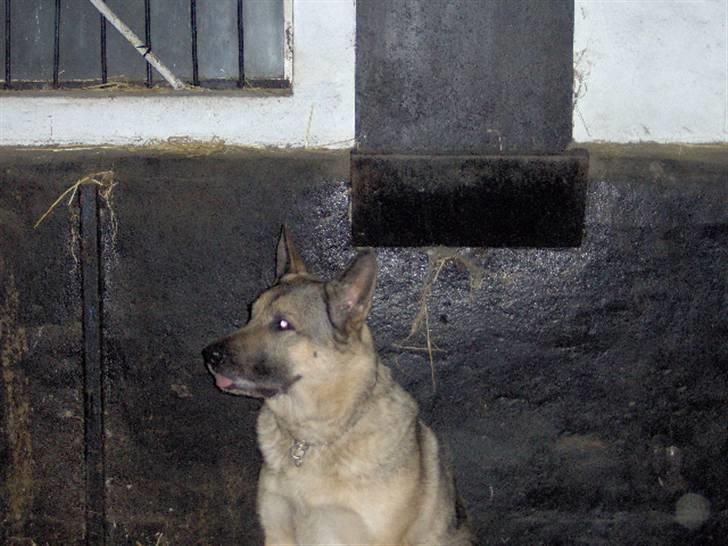 Schæferhund Fie - Hvil i fred billede 11