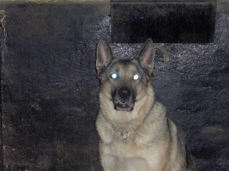 Schæferhund Fie - Hvil i fred billede 12