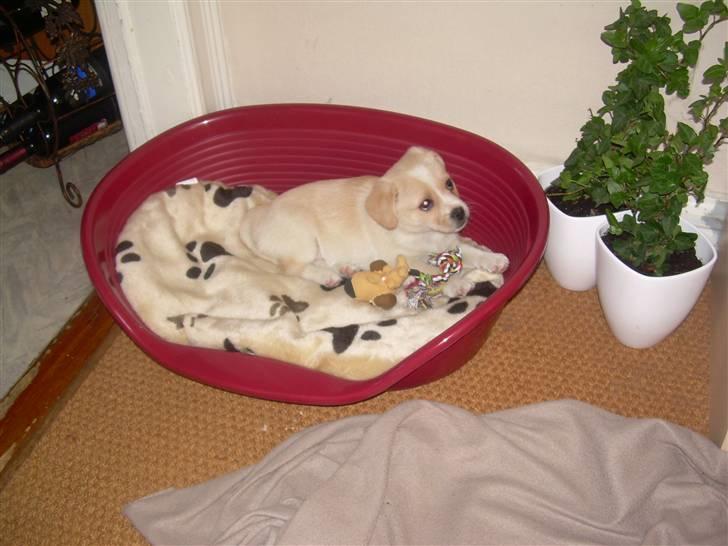 Blanding af racer Vigtor- har ham ikk mere - lille vigtor i sin store kruv billede 11