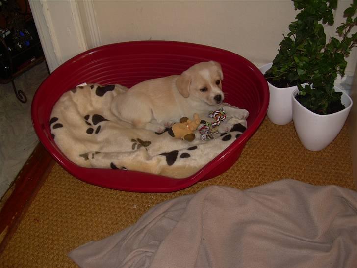 Blanding af racer Vigtor- har ham ikk mere - lille vigtor i sin store kruv billede 12