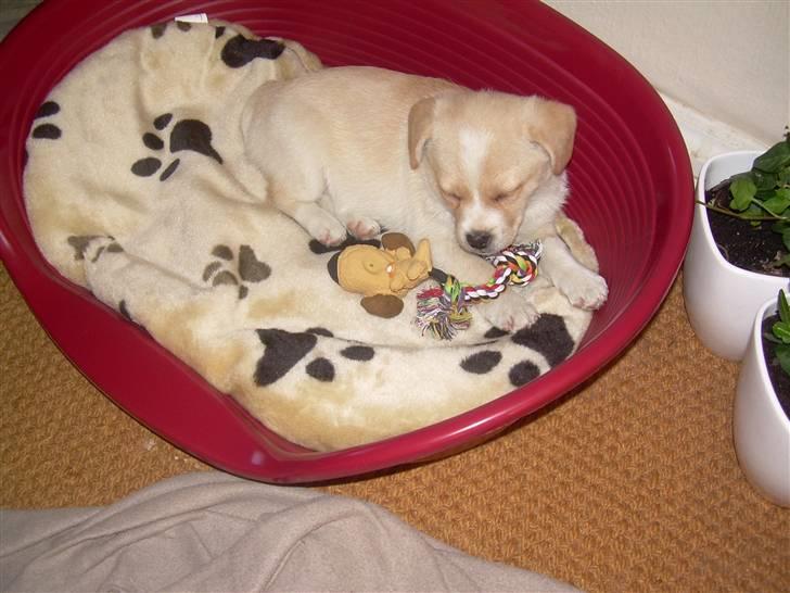 Blanding af racer Vigtor- har ham ikk mere - lille vigtor i sin store kruv billede 13