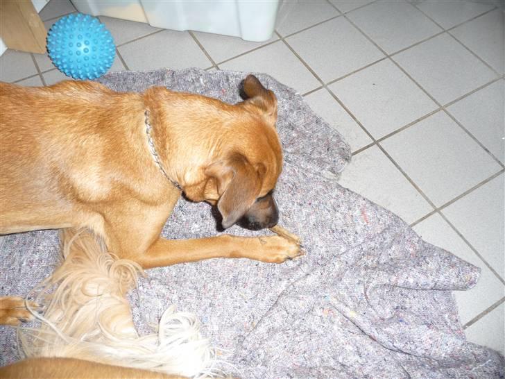 Blanding af racer Nynne R.I.P - ummm lækker mad billede 15