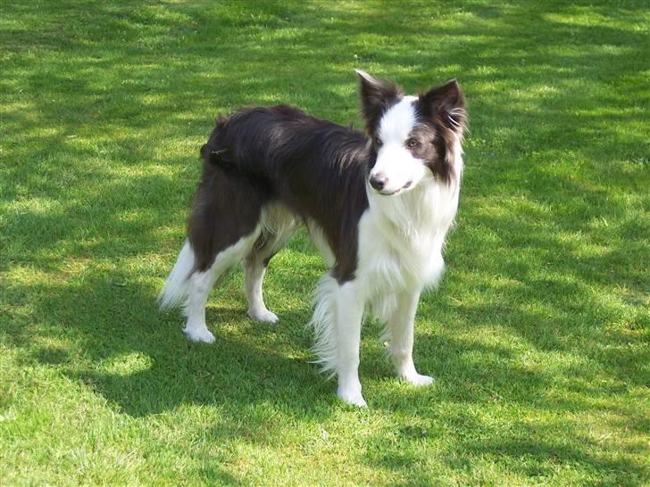 Border collie Gizmo - Så er man blevet voksen.... billede 1