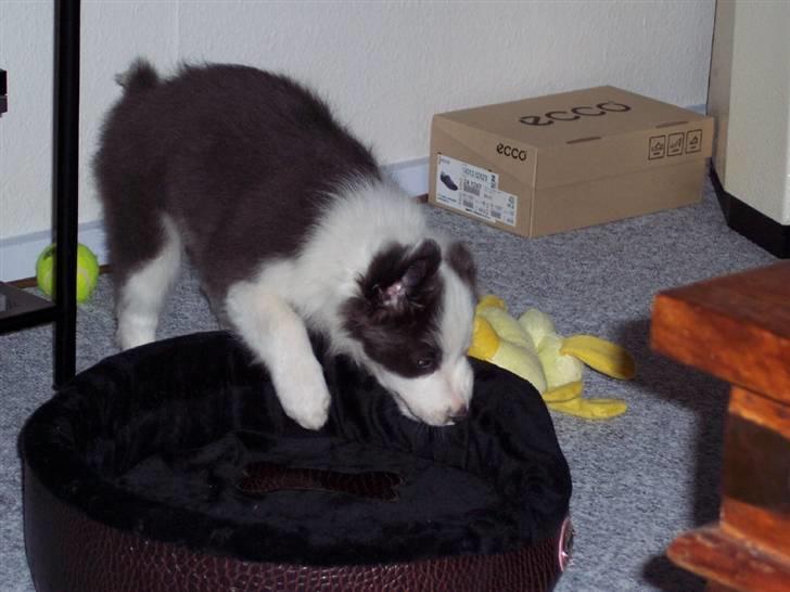 Border collie Gizmo - En kurv..... Den må dø.... billede 2