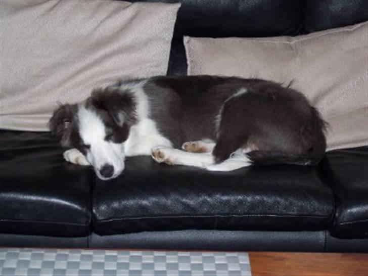 Border collie Gizmo - Og så lå jeg her.... aner ikke hvordan det gik til billede 3