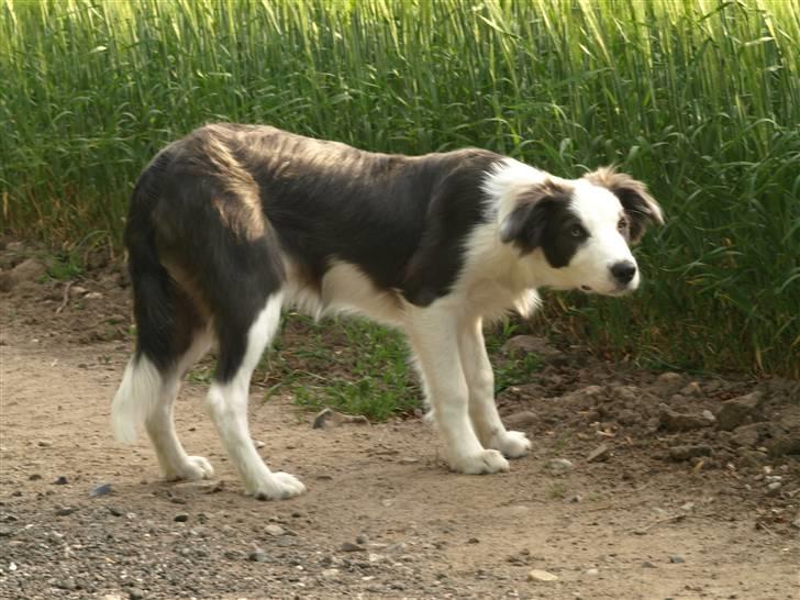 Border collie Gizmo - Er det børn.... eller er det mon får billede 4