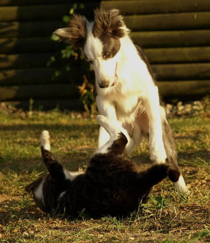 Border collie Gizmo - Du skal ikke tro du er noget..... billede 5