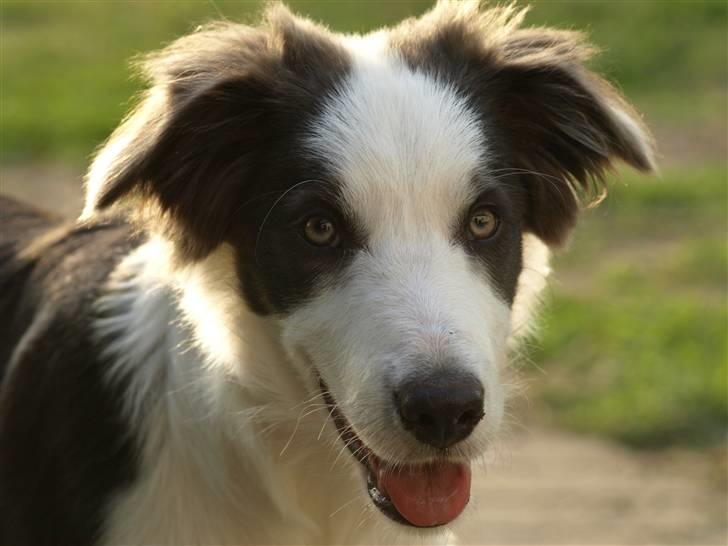 Border collie Gizmo billede 6