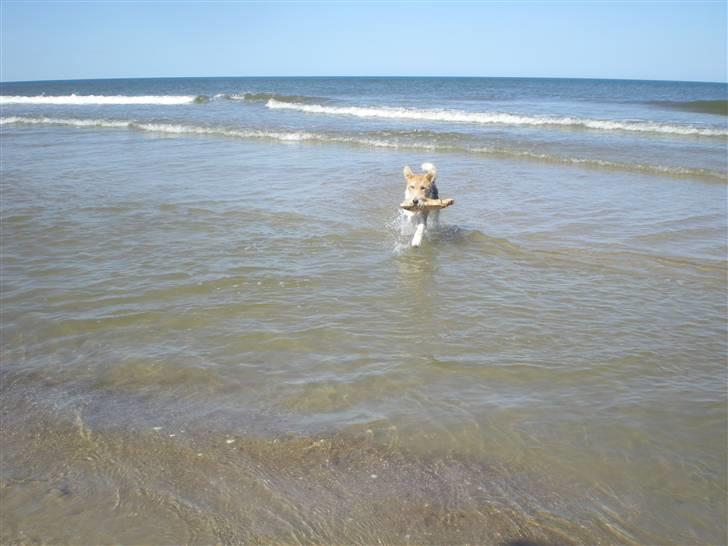 Ruhåret foxterrier "Tippe" - Tippe i vandet. billede 20
