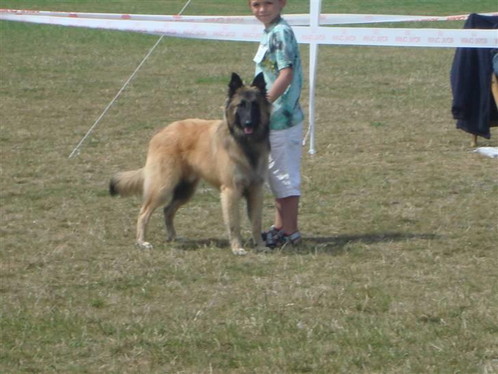 Tervueren Ask A Flame Of Pride billede 13