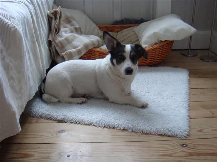 Blanding af racer Oscar billede 8