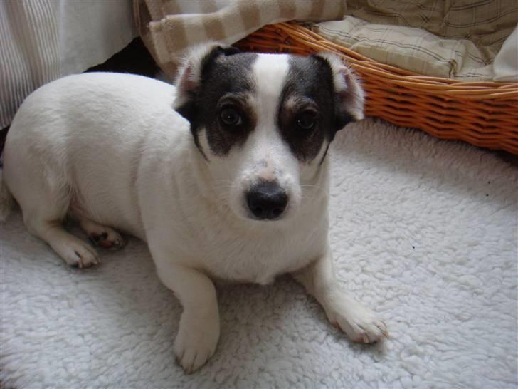 Blanding af racer Oscar - Mor synes at jeg ligner en racerhund, når mine ører er sådan, hihi. :) billede 9