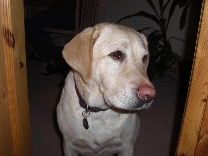 Labrador retriever Fie billede 19