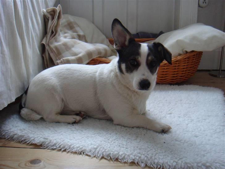 Blanding af racer Oscar billede 10