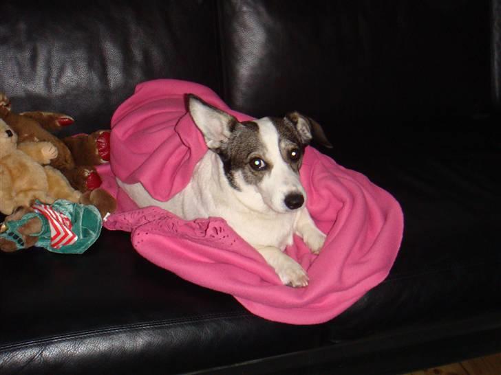 Blanding af racer Oscar - Hygge hos farmor. billede 11