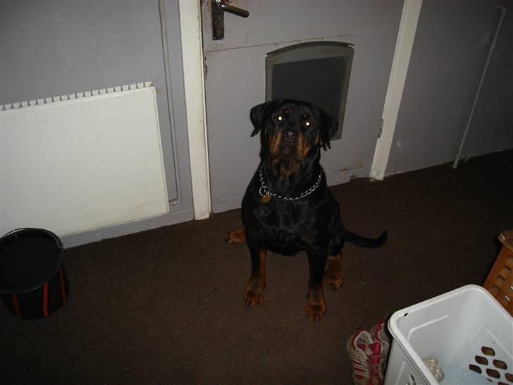 Rottweiler Schiba billede 9