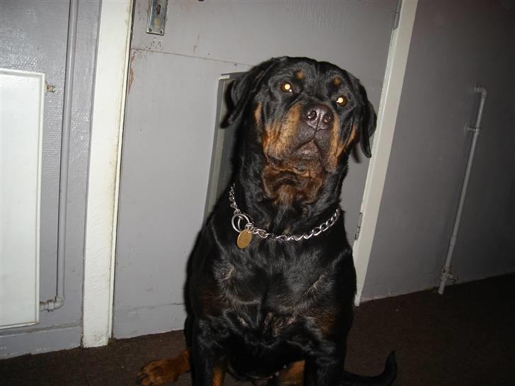 Rottweiler Schiba billede 10