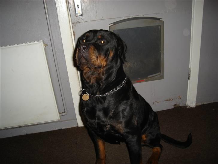 Rottweiler Schiba billede 11