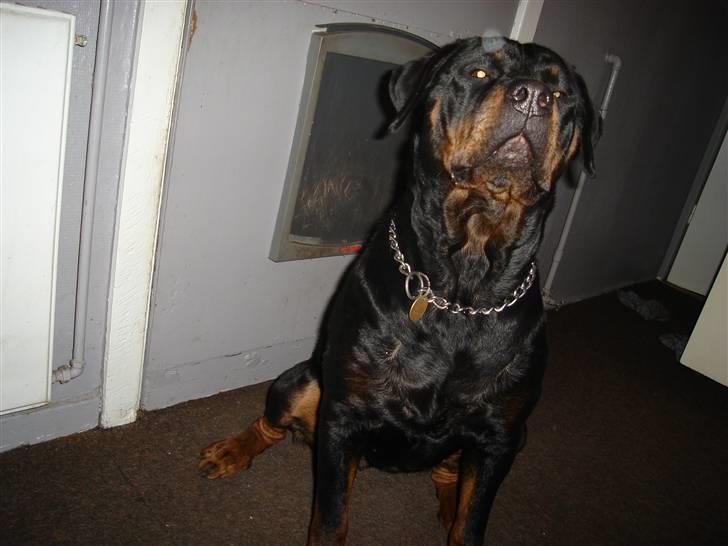 Rottweiler Schiba billede 12