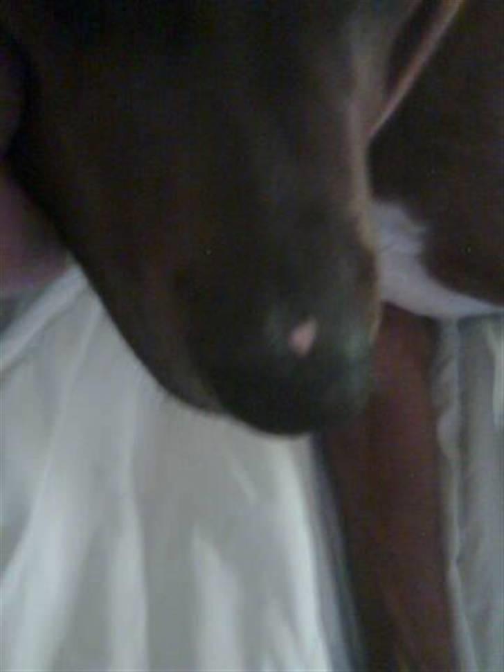 Blanding af racer Basse - Lidt utydigt men den er go nok.. Hjerter konge billede 10