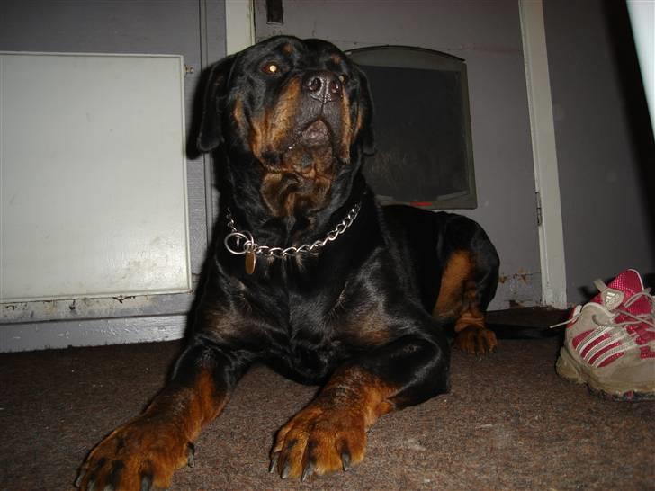 Rottweiler Schiba billede 13