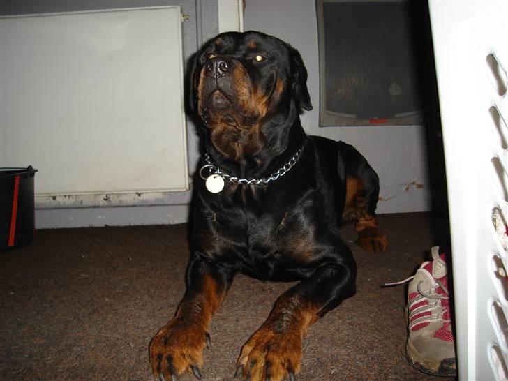 Rottweiler Schiba billede 14