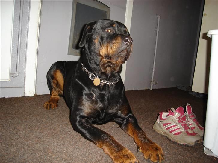 Rottweiler Schiba billede 15
