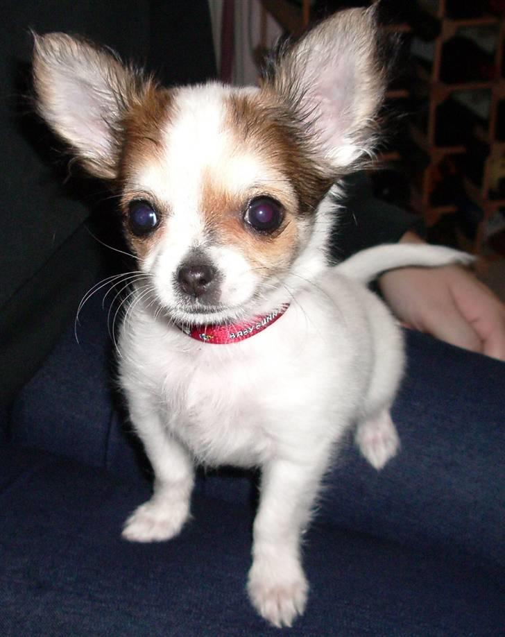 Chihuahua Minnie billede 1