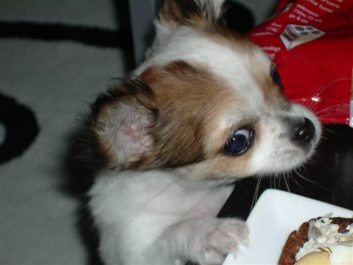 Chihuahua Minnie billede 2