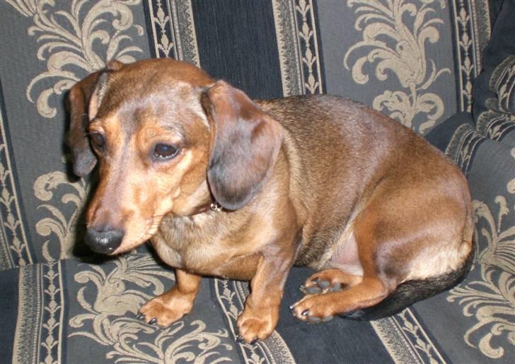 Gravhund Happy billede 1