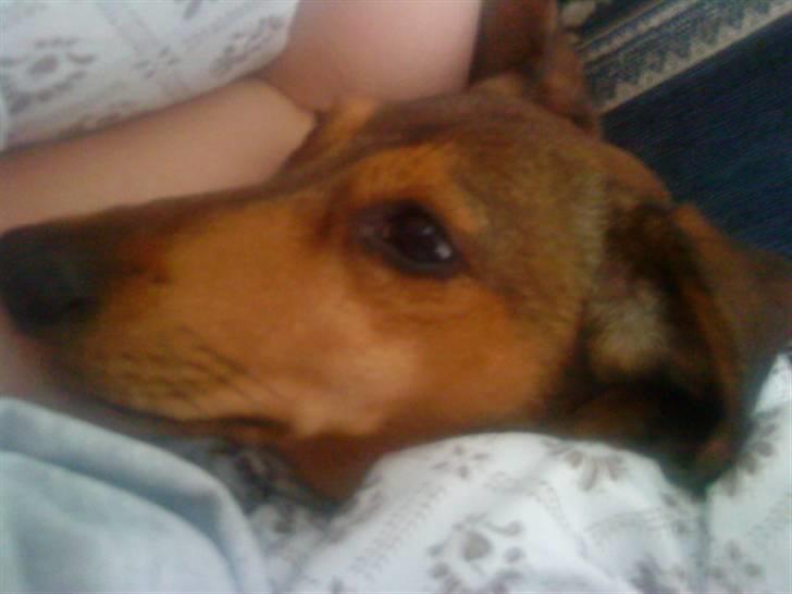 Gravhund Happy billede 2