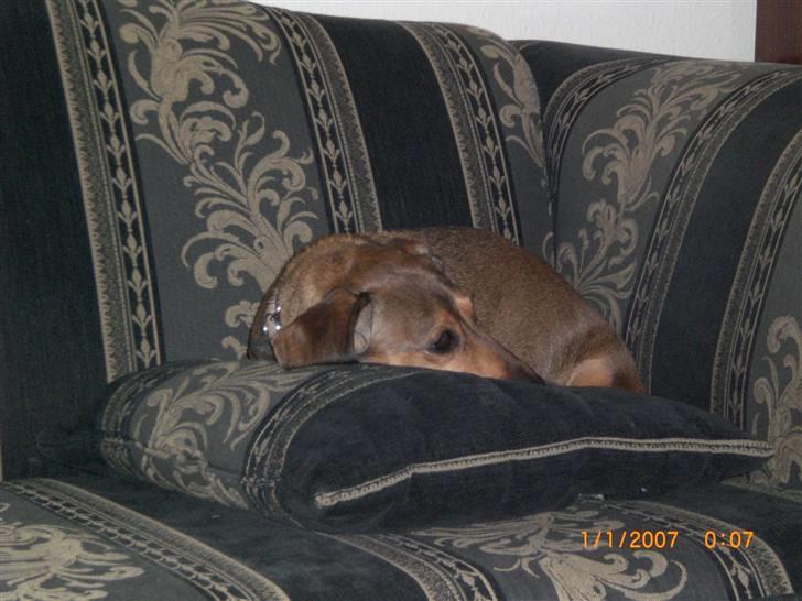 Gravhund Happy billede 3