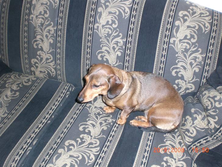 Gravhund Happy billede 4